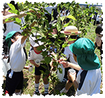 くわの実を奈良文化高校の学生さんと採りました！