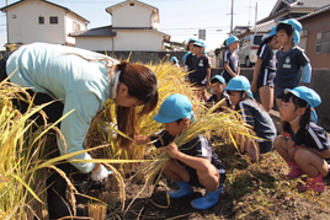 年長組が稲刈りを行いました