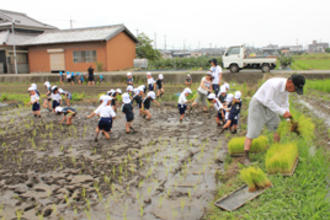 泥んこ田植え体験