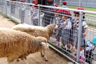 年長・年中組が秋の遠足で天王寺動物園に行きました