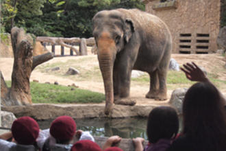 年長・年中組が秋の遠足で天王寺動物園に行きました