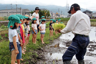 年長児が田植えに挑戦しました