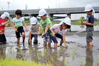 年長児が田植えに挑戦しました