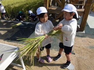 年長児みんなで稲刈りをしました