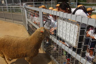 秋の遠足で天王寺動物園へ行きました