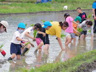 年長児が親子で田植えを行いました