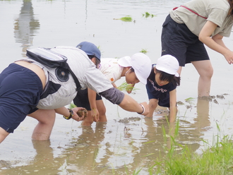 年長児が親子で田植えを行いました